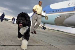 Did Bo let go on Air Force One? His lips are sealed. Oh wait, actually, they're sort of wide open. But he's not talking... (AP photo)